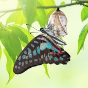 Butterfly cocoon 180x180.jpg